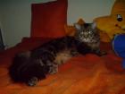 Liebesloser reinrassiger Maine Coon Kater