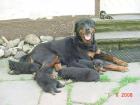 Rottweiler Welpen ADRK/VDH