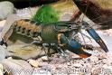 Cherax quadricarinatus/Red Claw/Rotscherenkrebs