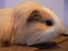 Meerschweinchen, w, 3 Jahre, Langhaar, rot-blond