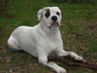 American Bulldog