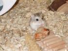 Roborowski Zwerhamster suchen neues Zuhause