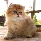 Verschmuste Perser- und Exotic Shorthair Babys