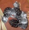 4 Britisch Kurzhaar Black Silver Tabby Classic Kitten ab Mitt August abzugeben