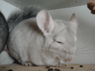 Chinchillas abzugeben