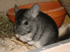 Chinchillas abzugeben!