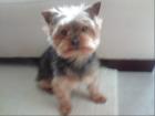 Deckrüde Yorkshire Terrier