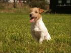 Jack Russell Terrier