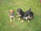 Terrier Mix Welpen