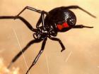 Latrodectus mactans