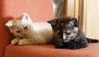 BKH & Selkirk Rex Katzenbabys 12 Wochen 200,00 Euro zu Verkaufen