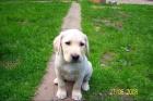 BLONDE LABRADOR WELPEN ABZUGEBEN, COTTBUS, FP 430€