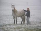 Mobiler Reitunterricht, Natural Horsemanship, klassische Dressur