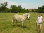 Haflinger Arabermix Fuchsschimmel mit Zubehör