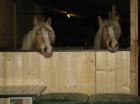 Biete Reitbeteiligung in Butzbach OT Bodenrod