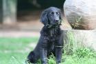 Flat Coated Retriever Hündin m.P.