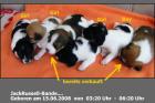 4 reinrassige JackRussell Welpen