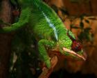 Furcifer Pardalis Nosy Mitsio DNZ - Pantherchamaeleon