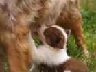 Australian Shepherd Welpen mit ASCA Papieren