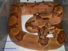 Boa con. Morelia Spilota Pyrhon regius