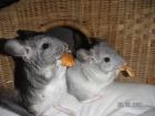  Chinchilla Babies