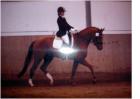 Suche turnierorientiertes Dressurpferd/pony (L/M-Niveau)