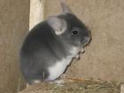 Chinchillas abzugeben!!