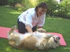 Hundesitting,Hundephysiotherapie,Verhaltensberatung