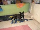 Suche ein neues Zuhause für Blacky