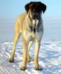 Suchen american mastiff züchter in deutschlend