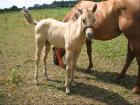 Bildhübsches Quarter Horse Stutfohlen, buckskin