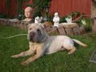 Shar-pei Athom 5 Monate