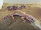 Leopardgecko Nachzuchten günstig abzugeben