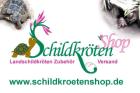 Schildkröten Shop Landschildkröten Zubehör Versand