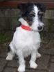 Parson Jack Russel Terrier junghund