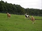 Reibeteiligung bei Kulmbach Reitstall Lösau