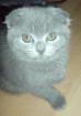 Süße Scottish fold 8 Wochen sucht neues zuhause!