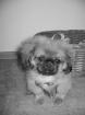 3 Monate alter Pekinese abzugeben