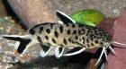 Synodontis petricola dwarf