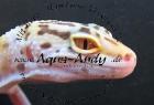 Designergeckos  - Leopardgecko  -  Eublepharis macularius