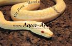 Python molurus bivittatus granit albino 500,- Euro