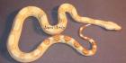 Boa constrictor albino   sharp line   1.500,- Euro