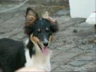 Wunderhübsche Sheltie-Jungs, 2 tricolor Rüden,