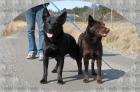 Australischer kelpie