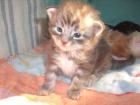 4 Maine Coon Baby-Musketiere suchen...