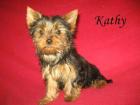 Yorkshire terrier Welpen