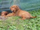 Ungarischer Vorstehhund Welpen