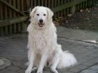 Kuvasz - ungarischer Hirtenhund