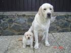 Labrador Retriever Welpen