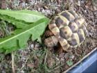 Griechische Landschildkröte abzugeben!